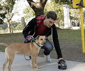 Recomendaciones para Pasear a tu mascota